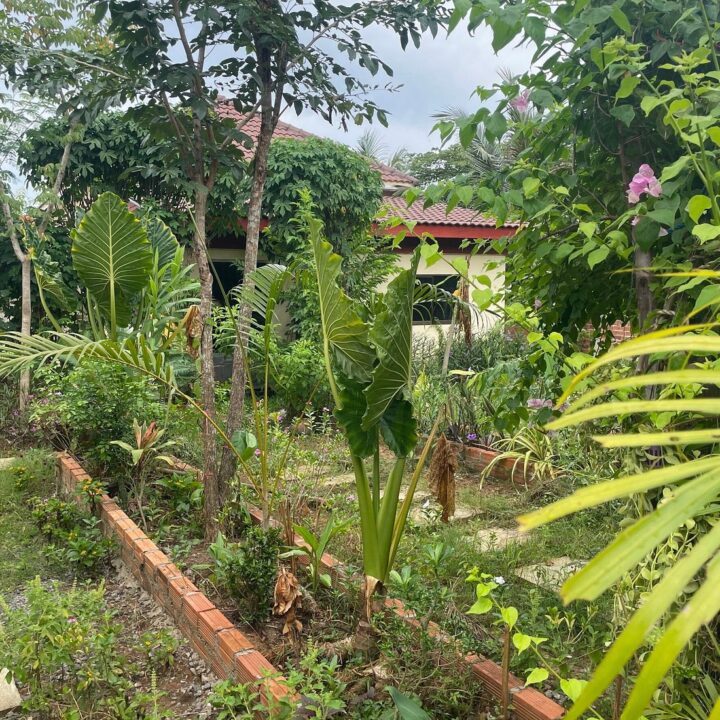 savet family homestay battambag greenery