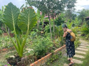 savet family homestay battambag greenery