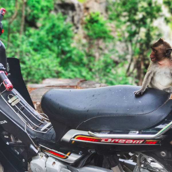 monkey on motorbike