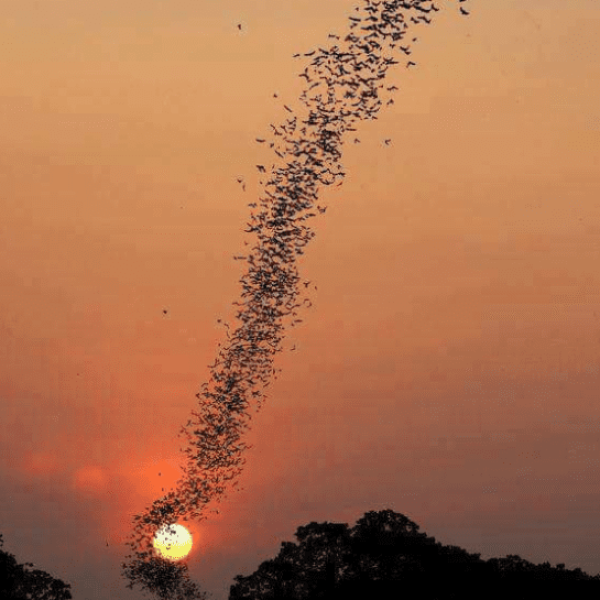 Bats flying out of the caves at sunset